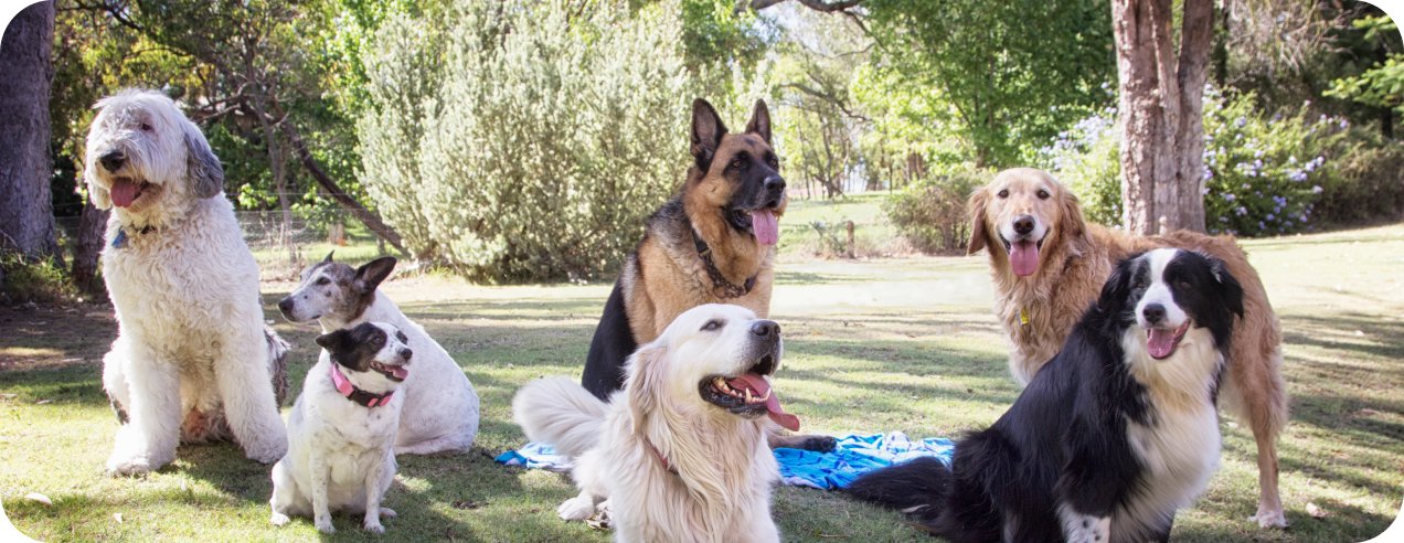 Group of dogs of several breeds sitting on a lawn