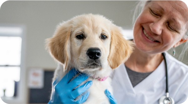 Veterinarian holding a golden retriever puppy