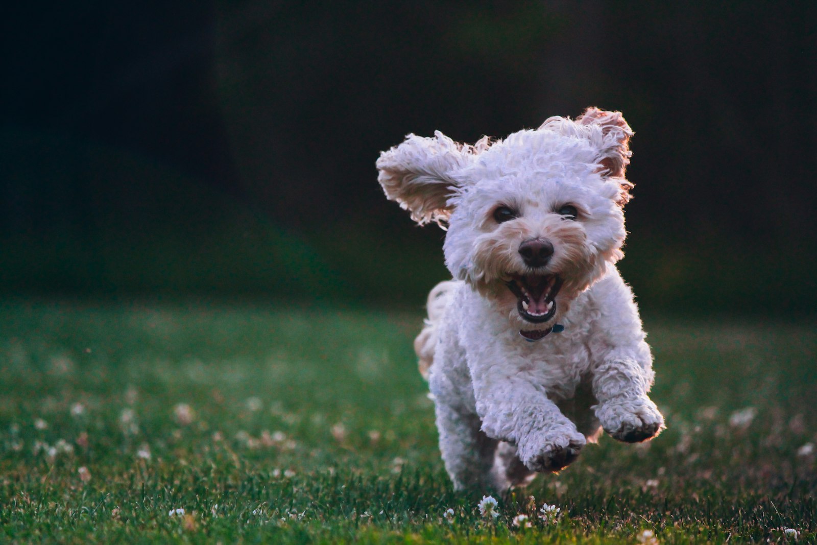 Fluffy white dog bounding across grass
