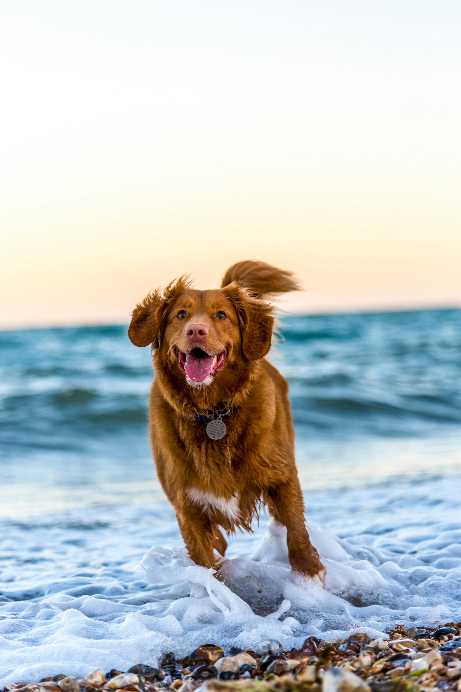 Dog running out of the surf at sunset