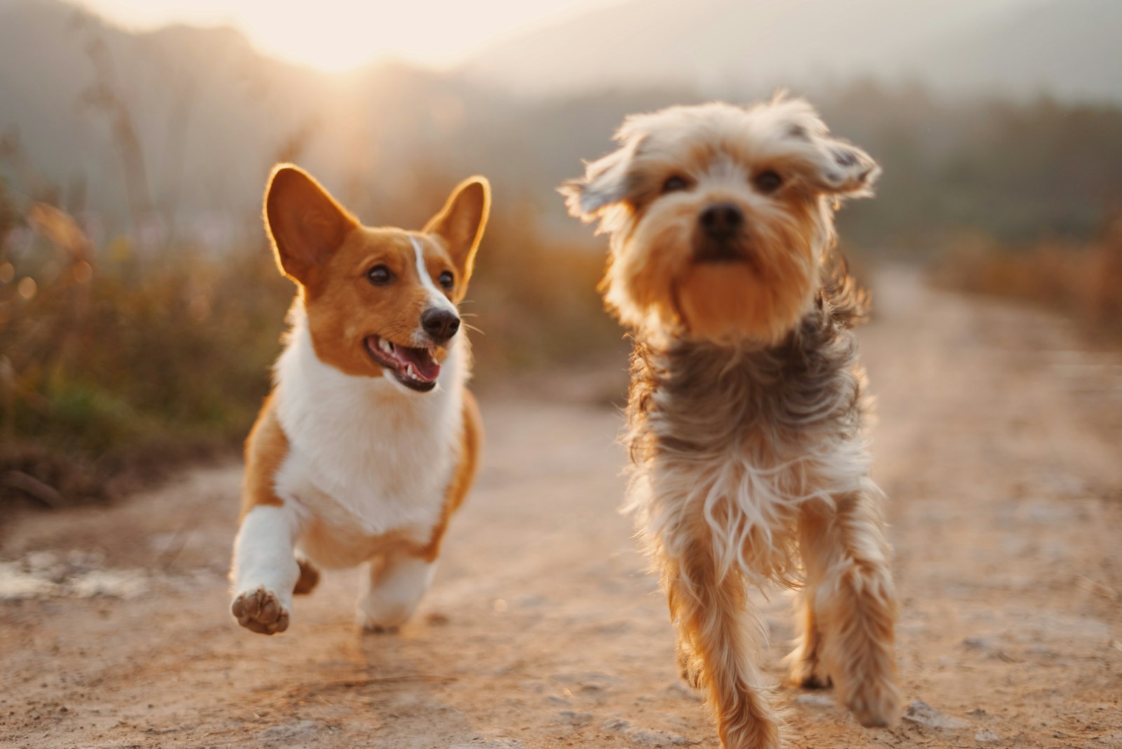Two small dogs running toward the camera down a sunlit trail